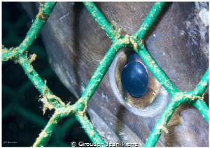 Please help me! A conger trapped in a net by Giroudon Jean-Pierre 